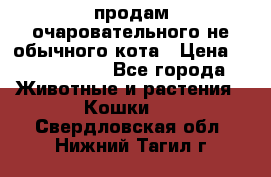 продам очаровательного не обычного кота › Цена ­ 7 000 000 - Все города Животные и растения » Кошки   . Свердловская обл.,Нижний Тагил г.